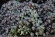 GRDplanten Groendecor Tuinarchitectuur 6x Vetkruid - Sedum spathulifolium ‘Cape Blanco’ | 9x9 cm pot