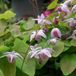Arborix Epimedium 6 x Epimedium Youngianum 'Roseum ' - Elfenbloem pot 9x9cm