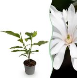 Plantenboetiek.nl Magnolia stellata Royal Star Bloem Wit Bladverliezend Weinig Onderhoud Ø12cm 30cm hoog Tuinplant