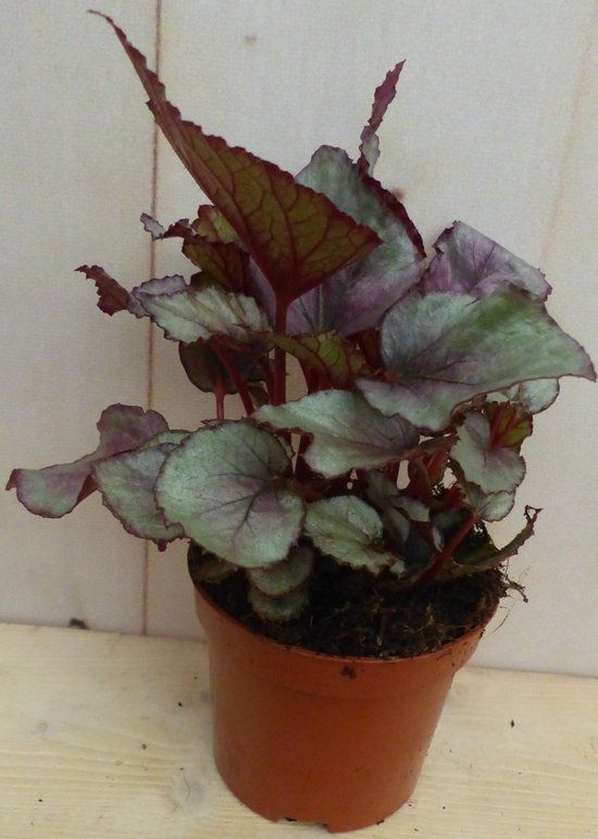 Warentuin natuurlijk - Kamerplant Mini blad Begonia Rood Begoniaceae