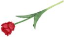 Countryfield Kunstbloem Tulipa (parkiet) rood