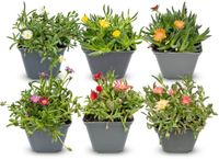 Green boutiQ - 6x Delosperma mix - IJsplantmix - Geel, Paars, Rood, Roze - Vaste plant - Ø7cm - 10-12cm