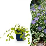 Green boutiQ Vinca major Variegata Maagdenpalm Bodembedekkend Blauw 1 Plant Pot 11cm Hoogte 15-25cm