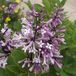 Arborix Syringa patula 'Miss Kim' - Sering 40-60 cm in pot
