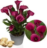 Merkloos / Sans marque Dutch Bulbs B.V. Calla Lelie - Zantedeschia - Purple Passion - Bloembollen - 5 stuks - Paars