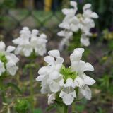 Arborix Prunella Grandiflora 'Alba' 6 x Pot 9x9cm