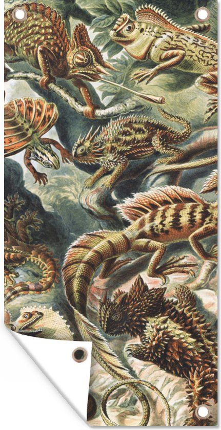 GreatGardenPosters Tuinposter - Salamander - Ernst Haeckel Kunst - 30x60 cm - Bannerdoek - Multicolor - Rechthoek