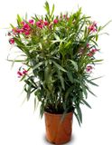 Sunny Tree - Nerium Oleander - Rode Oleander - 140-160 cm - Buitenplant