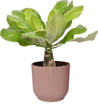 Goed & Groen - Brighamia insignis ‘Hawaii Palm’ in ELHO ® Vibes Fold Rond (delicaat roze) - ↨ 35cm - Potmaat 14 - Exclusieve Kwaliteit Planten - Kamer Plant - Kamerplanten - Sfeer - Interieur