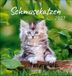 Schmusekatzen Korsch Verlag Schmusekatzen 2027