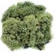 Glorex 63803606 schuim, donkergroen, 50 g