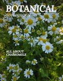 All Chamomile All About Chamomile