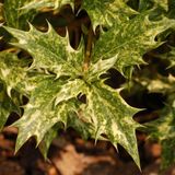 Arborix Osmanthus Heterophyllus 'Goshiki' ('Tricolor') - Schijnhulst - 20-25 cm pot