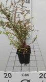 Groendecor Tuinarchitectuur 12x Chèvrefeuille de Chine, Caprifolium - Lonicera nit. 'Ernest Wilson' | pot de 9x9 cm