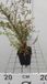 GRDplanten Groendecor Tuinarchitectuur 12x Chinese Kamperfoelie, Geiteblad - Lonicera nit. 'Ernest Wilson' | 9x9 cm pot