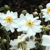 Arborix Bol 6 x Anemone Hybride 'Whirlwind' - Japanse Anemoon pot 9x9 cm