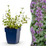 boutiQ Nepeta rac. Grog - Herbe à chat - Attracteur d'abeilles et de papillons - Bleu - 6 plantes - Pot 11cm - Hauteur 15-25cm