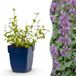 Green Boutiq boutiQ Green Nepeta rac. Grog - Catnip - Bee and Butterfly Attractor - Blue - 6 Plants - Pot 11cm - Height 15-25cm