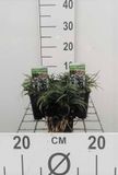 Groendecor Tuinarchitectuur Ophiopogon japonicus | 9x9 cm pot