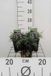 Groendecor Tuinarchitectuur Ophiopogon japonicus | 9x9 cm pot