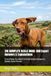 THE COMPLETE VIZSLA GUIDE: 500 Expert Answers & Explanations: Everything You Need to Know About Hungary's Golden Rust Pointer