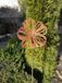 Edelrost fleur Cosmea - Edelrost Cosmea - 30 cm