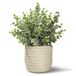 Hopewood Kunstplanten, nepplanten, eucalyptusplanten in pot voor thuiskantoor, kunstmatige eucalyptus met een geweven mand voor binnen, groen, tafelblad, decor middelpunt