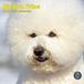 Baker & Bray Bichon Frise calendrier 2027