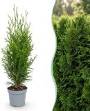 Green boutiQ - 24x Thuja occidentalis Smaragd - Levensboom - Haagplanten - Groenblijvend - Groen - Pot 9cm - Hoogte 20-30cm
