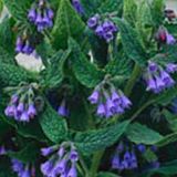 Arborix Symphytum 6 x Symphytum Azureum - Smeerwortel pot 9x9cm