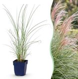 Plantenboetiek.nl | Miscanthus sin. Morning Light - Pampusgras - Met Pluim - Zilver - 12 Planten - Ø11cm - 15-25cm hoog - Tuinplant