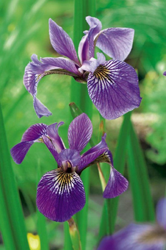 Moerings Iris Kaempferi P9 Paarse Vijverplant