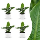 Green boutiQ - Musa Oriental Dwarf - Dwergbanaan - 4 Planten - Pot 12cm - Hoogte 30cm