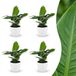 Green boutiQ - Musa Oriental Dwarf - Dwergbanaan - 4 Planten - Pot 12cm - Hoogte 30cm