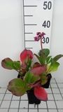GRDplanten Groendecor Tuinarchitectuur 6x Schoenlappersplant - Bergenia purpurascens | 9x9 cm pot