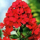 Phlox 6 x Phlox 'Starfire' - Pot 9x9cm - Fleurs rouges, Parfumée