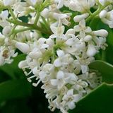 Arborix Bol Ligustrum Japonicum - Liguster 60-80 cm in pot