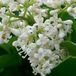 Arborix Bol Ligustrum Japonicum - Liguster 60-80 cm in pot