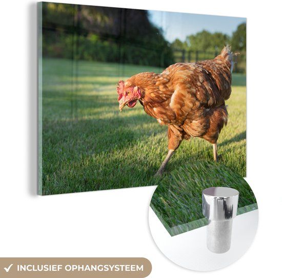 MuchoWow® Glass Painting 90x60 cm - Acrylic Glass Painting - Chicken in Grass Field - Photo on Glass - Paintings