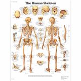 3B Scientific Menselijke anatomie - De kaart van het menselijk skelet, papieren versie, VR1113UU