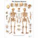3B Scientific Menselijke anatomie - De kaart van het menselijk skelet, papieren versie, VR1113UU