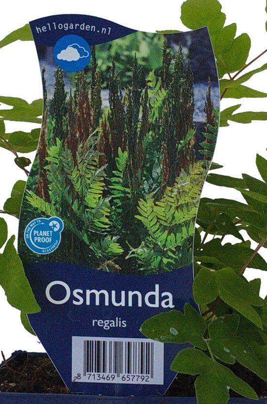 Griffioen Osmunda regalis