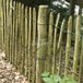 Tuindeco Kastanjepaal - Ø7-9 cm - 150 cm - Eiken - Onbehandeld