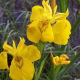 Arborix Iris 6 x Iris Pseudacorus - Gele Iris Pot 9x9 cm - Waterminnende Iris
