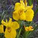 Arborix Iris 6 x Iris Pseudacorus - Gele Iris Pot 9x9 cm - Waterminnende Iris
