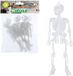 Atosa B/Sol Skelet 25 x 15 Glow in The Dark 12 U 38833
