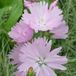 Arborix Sidalcea 6 x Sidalcea 'Elsie Heugh' - Griekse Malva pot 9x9cm, roze bloemen en langbloeiend