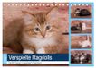 CALVENDO Verspielte Ragdolls - Sanfte Katzen in seidigem Haarkleid (Tischkalender 2027 DIN A5 quer)