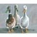 Louise Brown "The Three Amigos" Canvas Print