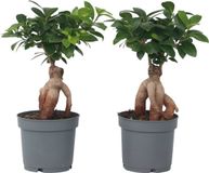 Plant in a Box Ficus Ginseng Set van 2 Japanse Bonsai Kamerplanten Pot 12cm Hoogte 30-40cm